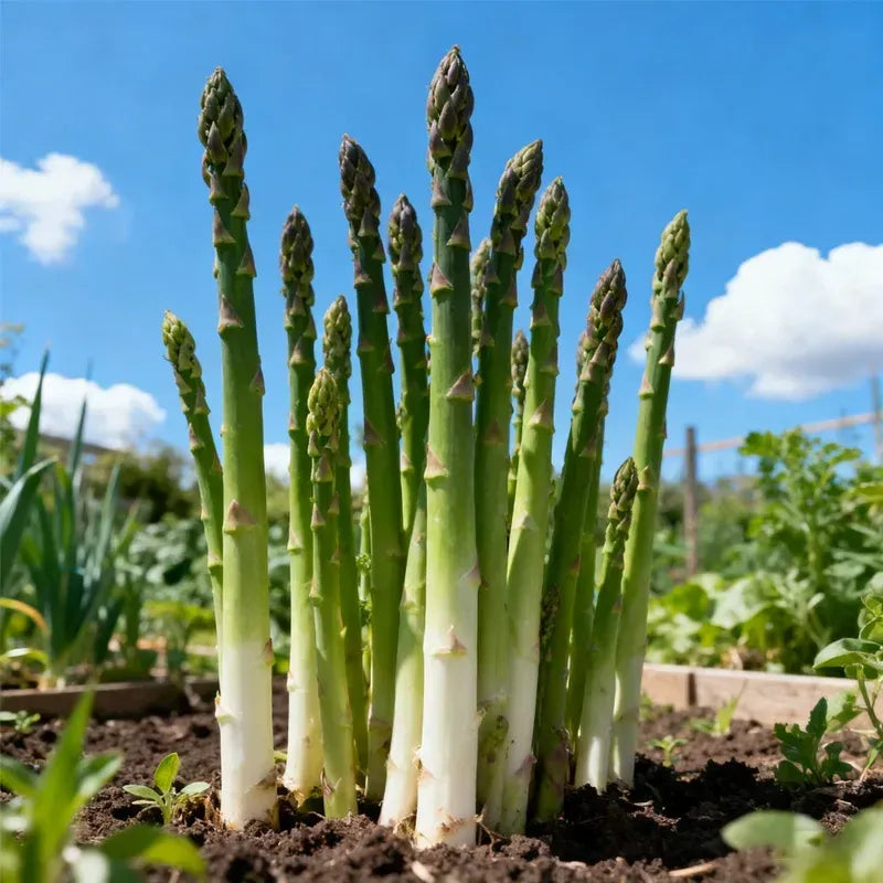 š± Grow Your Own Asparagus from Seeds ā Fresh, Flavorful & Long-Lasting š | š„Buy 1 Get 1 Freeš„