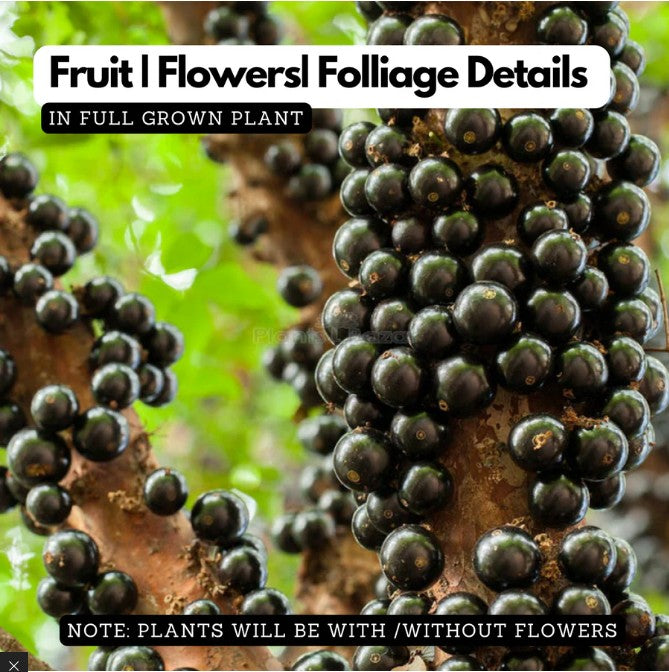 🌱BUY 1 GET 1 FREE  BRAZILIAN GRAPE TREE SEEDS 🍇